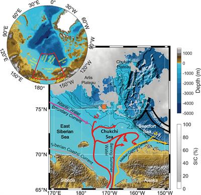Distinct vertical behavior of key Arctic copepods following the midnight sun period in the East Siberian continental margin region, Arctic Ocean